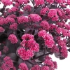 Rozchodnik 'Oriental Dancer' – Sedum, Hylotelephium kwitnienie